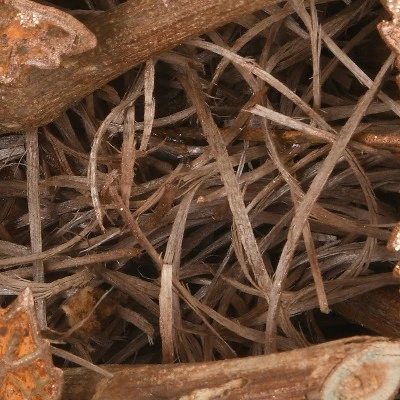 National Tree Company18" Harvest Brown Maple Leaves Wreath 3 National Tree Company18" Harvest Brown Maple Leaves Wreath - Image 3