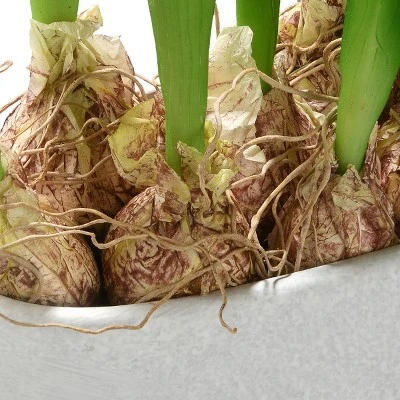 National Tree Company 18" Pink Tulip Flowers 2 National Tree Company 18" Pink Tulip Flowers - Image 2