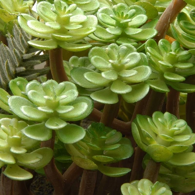 Artificial Succulent Plants 7.5" - National Tree Company 2 Artificial Succulent Plants 7.5" - National Tree Company - Image 2