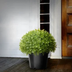 National Tree Company 15" Artificial Globe Japanese Holly