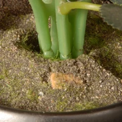 National Tree Company 9" Potted Pink Rose Flowers 5 National Tree Company 9" Potted Pink Rose Flowers -National Tree Company GUEST a2d941fb d50b 45a5 922d 3edf2e0d8690