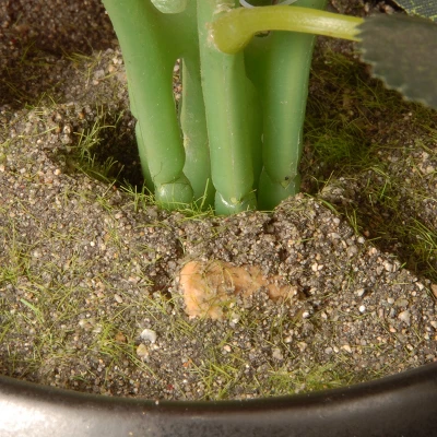 National Tree Company 9" Potted Pink Rose Flowers 3 National Tree Company 9" Potted Pink Rose Flowers - Image 3