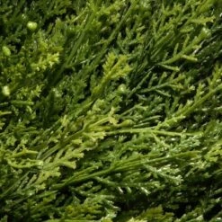 National Tree Company Cedar Spiral In Urn (48")