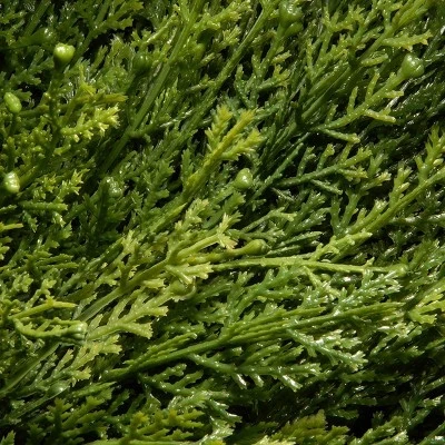 National Tree Company Cedar Spiral In Urn (48") 1 National Tree Company Cedar Spiral In Urn (48")