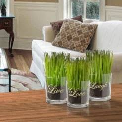 Live, Laugh, Laugh Sprout Glass Assortment - National Tree Company