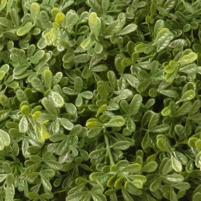 National Tree Company 15" Artificial Mini Tea Leaf One-Ball 2 National Tree Company 15" Artificial Mini Tea Leaf One-Ball - Image 2